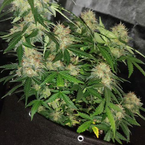 Hulk sacizero growlog timeline photo