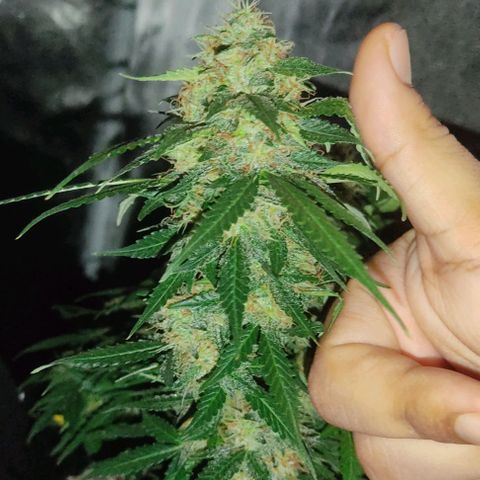 Hulk sacizero growlog timeline photo