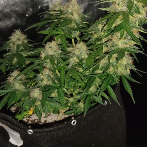 Hulk sacizero growlog timeline photo