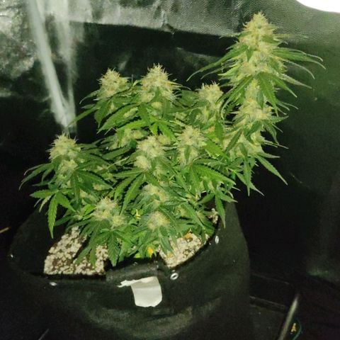 Hulk sacizero growlog timeline photo