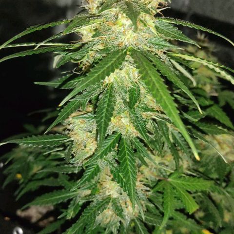 Hulk sacizero growlog timeline photo