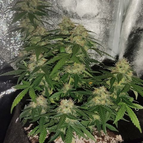 Hulk sacizero growlog timeline photo