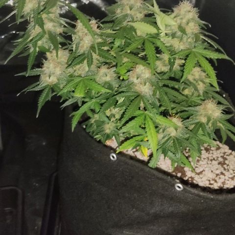 Hulk sacizero growlog timeline photo