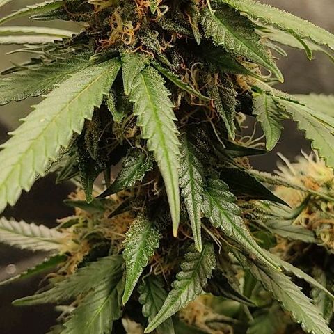 Hulk sacizero growlog timeline photo