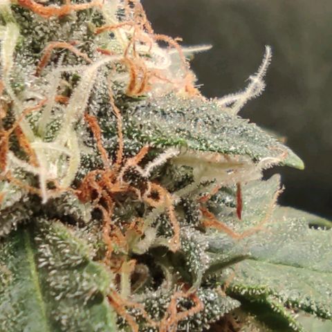 Hulk sacizero growlog timeline photo