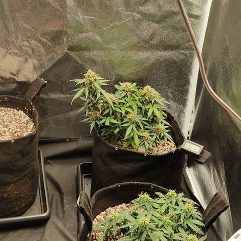 Hulk sacizero growlog timeline photo