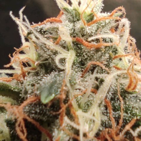 Hulk sacizero growlog timeline photo