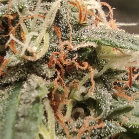 Hulk sacizero growlog timeline photo