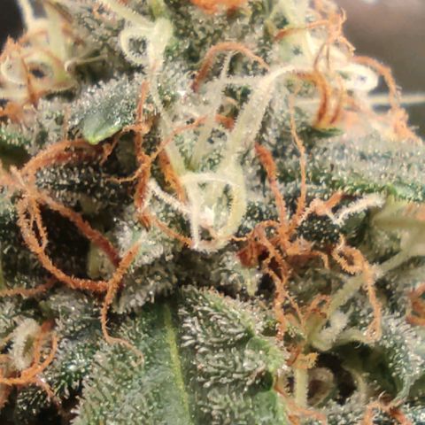 Hulk sacizero growlog timeline photo