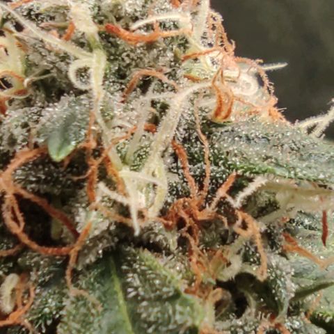 Hulk sacizero growlog timeline photo