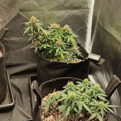 Hulk sacizero growlog timeline photo