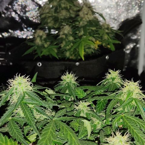 Hulk sacizero growlog timeline photo