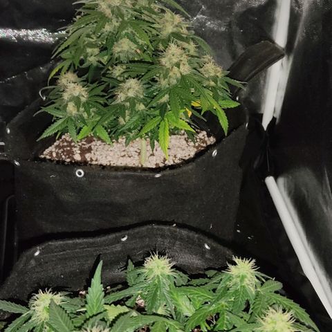 Hulk sacizero growlog timeline photo