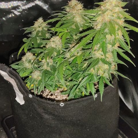 Hulk sacizero growlog timeline photo