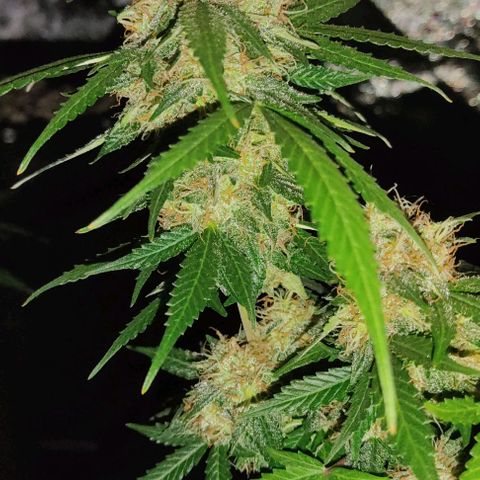 Hulk sacizero growlog timeline photo
