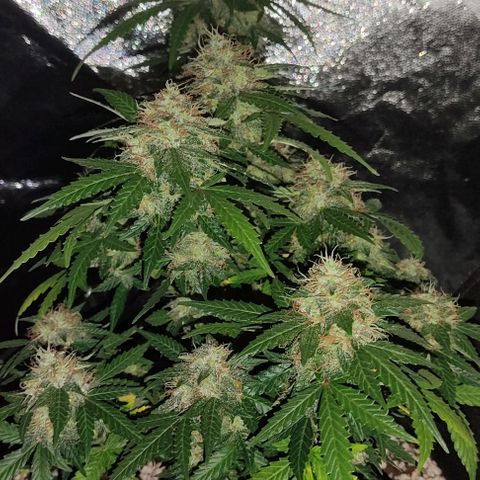 Hulk sacizero growlog timeline photo