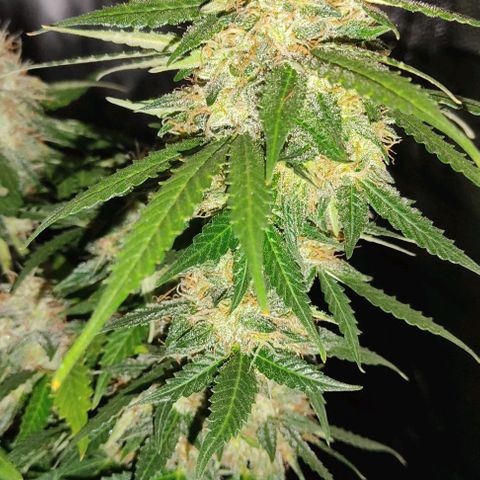 Hulk sacizero growlog timeline photo