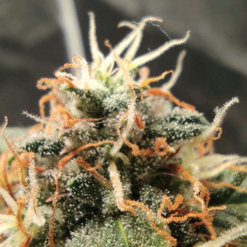 Hulk sacizero growlog timeline photo