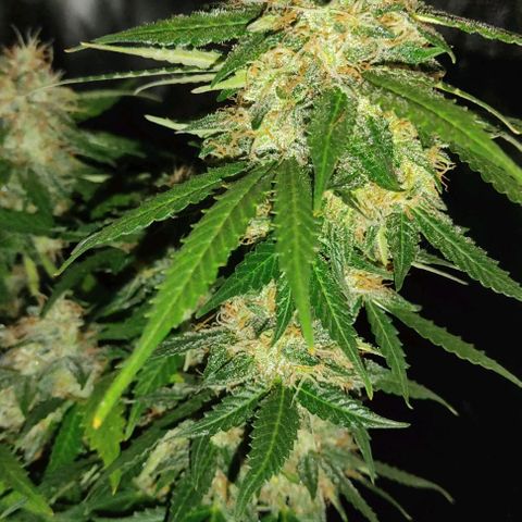 Hulk sacizero growlog timeline photo