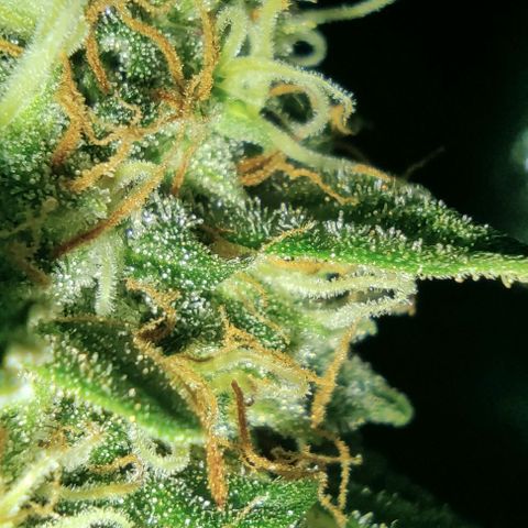 Hulk sacizero growlog timeline photo