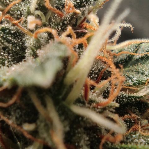 Hulk sacizero growlog timeline photo