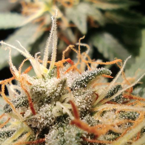 Hulk sacizero growlog photo: Almost there