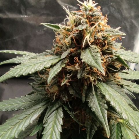 Hulk sacizero growlog photo: Almost there