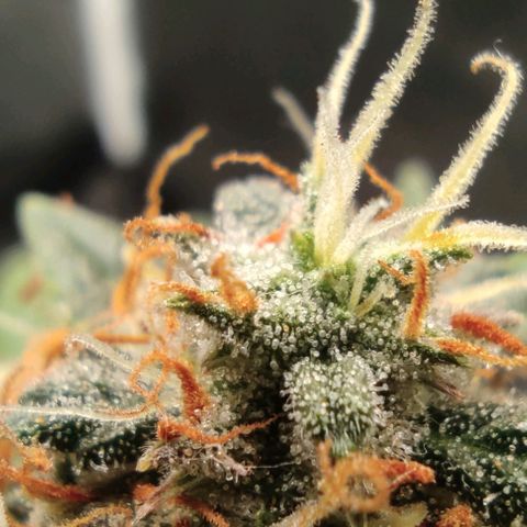 Hulk sacizero growlog photo: Almost there