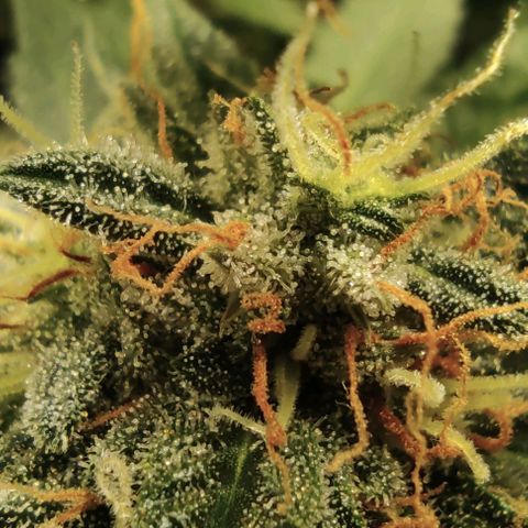 Hulk sacizero growlog photo: Almost there