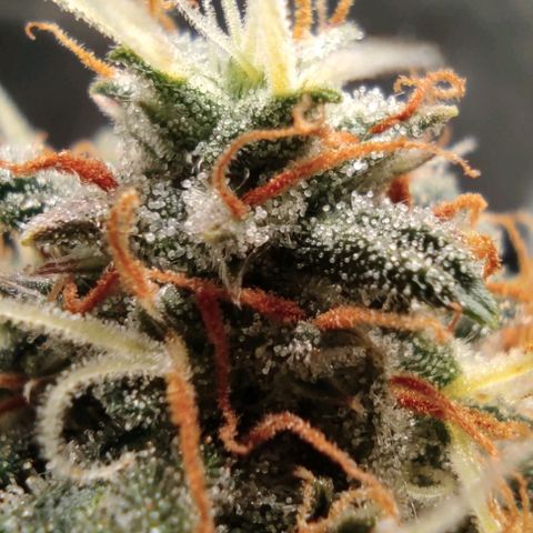 Hulk sacizero growlog photo: Almost there