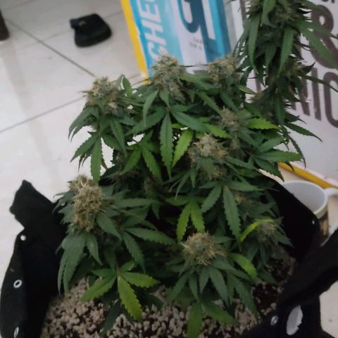 Hulk sacizero growlog timeline photo