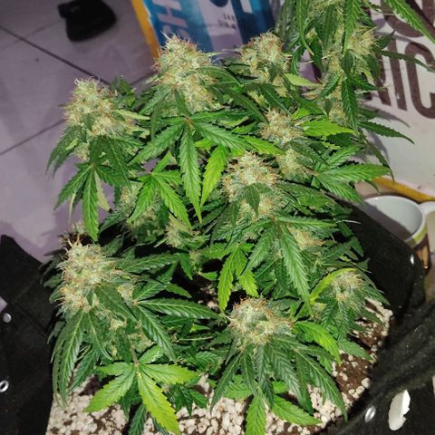 Hulk sacizero growlog timeline photo