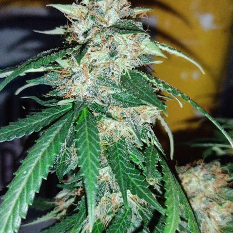 Hulk sacizero growlog timeline photo