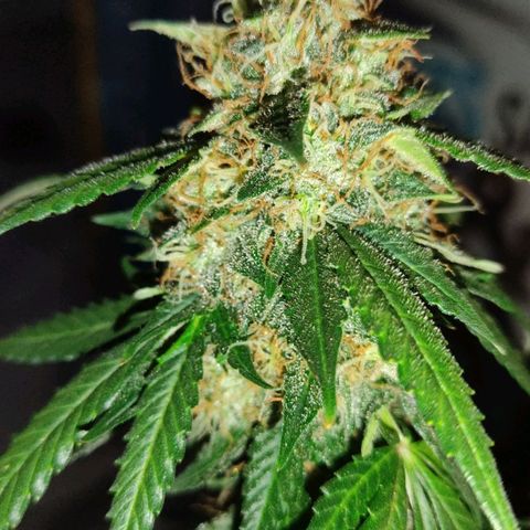 Hulk sacizero growlog timeline photo