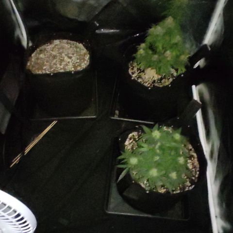 Hulk sacizero growlog timeline photo