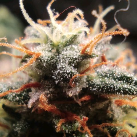 Hulk sacizero growlog timeline photo