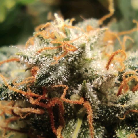Hulk sacizero growlog timeline photo