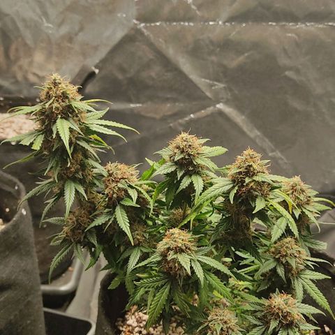 Hulk sacizero growlog timeline photo