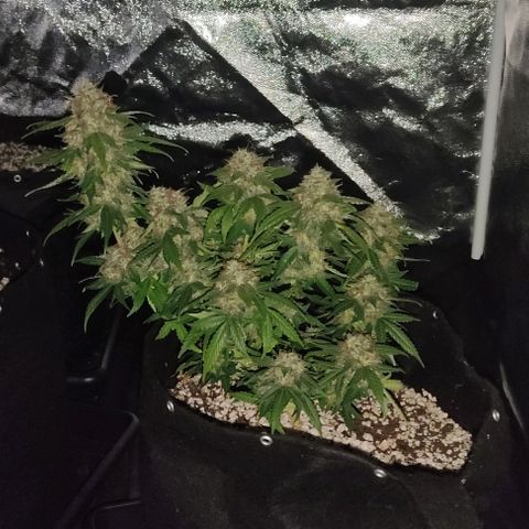 Hulk sacizero growlog timeline photo