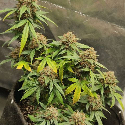 Hulk sacizero growlog timeline photo