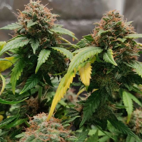 Hulk sacizero growlog timeline photo