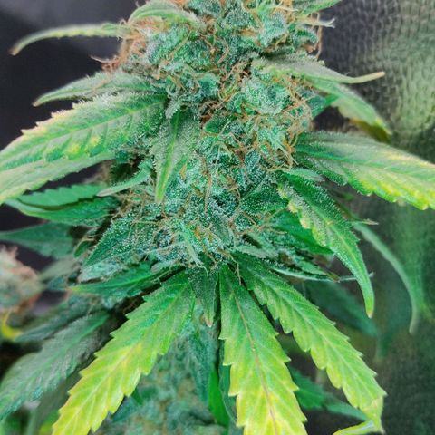 Hulk sacizero growlog timeline photo