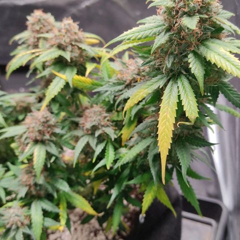 Hulk sacizero growlog timeline photo