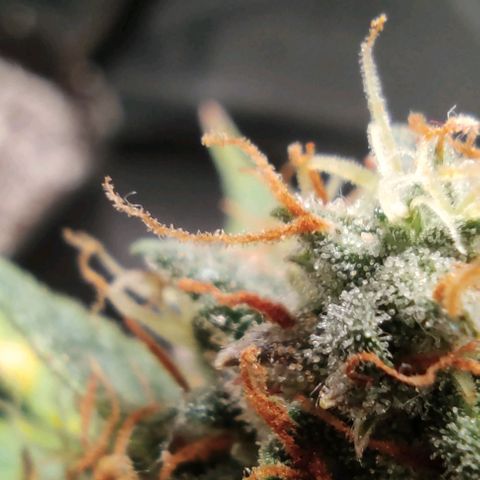 Hulk sacizero growlog timeline photo