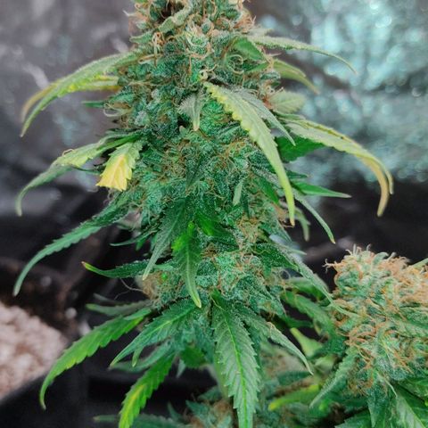 Hulk sacizero growlog timeline photo