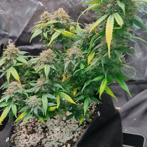 Hulk sacizero growlog timeline photo