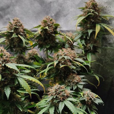 Hulk sacizero growlog timeline photo