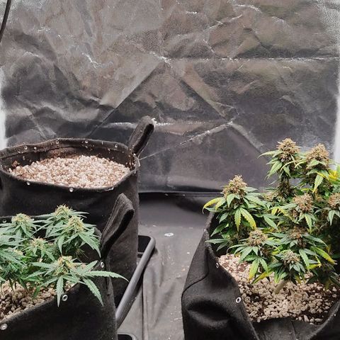Hulk sacizero growlog timeline photo