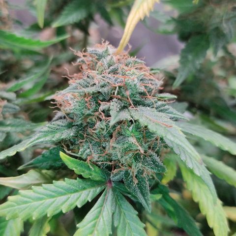 Hulk sacizero growlog timeline photo