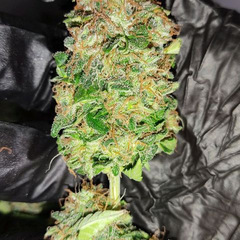 Hulk sacizero growlog photo: Harvest